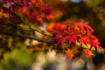 日本の秋の紅葉