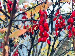 red berries on a tree