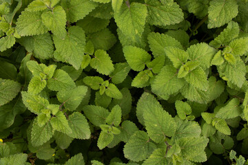 Green leaves  close up texture background
