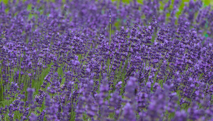 Obraz premium Blooming lavender in the field.