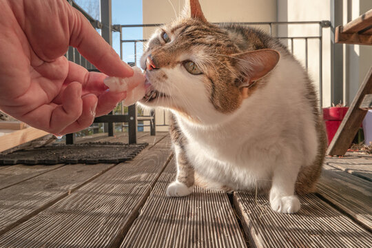 Neidkopf Bilder Durchsuchen 763 Archivfotos, und