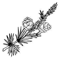 Cute pine branch with cones isolated on a white background. Vector illustration in the style of a sketch for a book or design. Beautiful Botanical background. Linear drawing