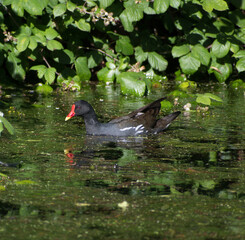 Moorhen swimming in a watercourse with some green leaves and blue green algae