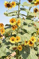 Mammoth sunflowers grow to 15-feet tall