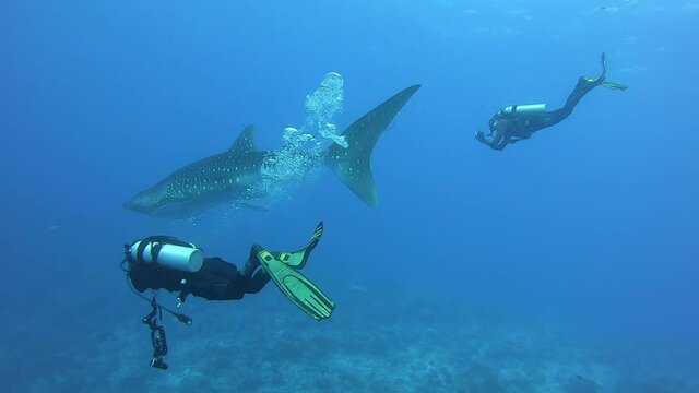 Slow motion shot diving Big whale shark (Rhincodon typus) feeding on plancton behind boat at night and swims in blue water in Maldives, Bohol Sea, Philippines, Southeast Asia. Underwater video.