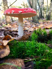 Fliegenpilz im Moos des herrlichen Herbstwald