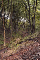 Naklejka na ściany i meble path in the woods near mons klint