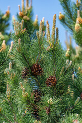 Beautiful green wild Spruce Tree with small young colorful cones, closeup, details.