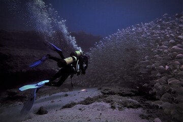 scuba diver in the sea