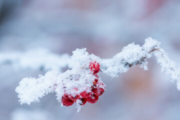 Red rawanberry covered with snow in winter day
