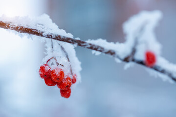 Red rawanberry covered with snow in winter day