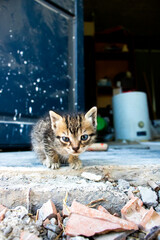 Little cute kitten with blue eyes in old building