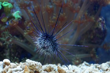 The Long-spined Sea Urchin / The Black Sea Urchin / The Lime Urchin (Diadema antillarum)