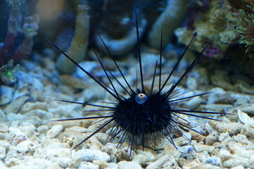 The Long-spined Sea Urchin / The Black Sea Urchin / The Lime Urchin (Diadema antillarum)