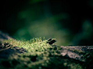 森の中のちいさなコケ