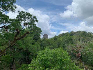 clouds in the forest