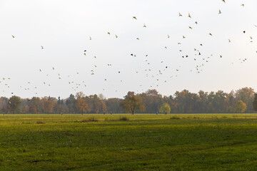AUTUNNO NEL PARCO DI MONZA, LOMBARDIA, ITALIA, EUROPA