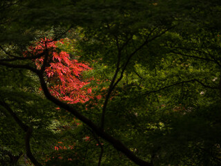 紅葉し始めた木々と日本庭園