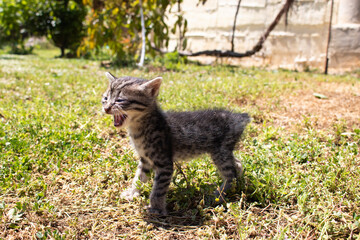 Naklejka na ściany i meble Little kitten cat roar in green field garden