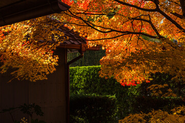 日本　京都、源光庵の紅葉