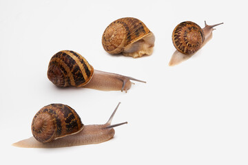 Helix Aspersa Muller, Maxima Snail, Organic Farming, Snail Farming, Edible snails on wooden snails boards. Escargot, commerce.