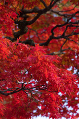 秋の鮮やかな赤色の紅葉の風景