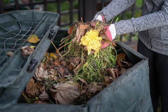 Close up of woman throwing garden waste in compost bin in garden. Zero waste, sustainability and environmental protection concept