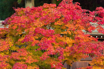 秋の鮮やかな赤色の紅葉と神社の屋根の風景