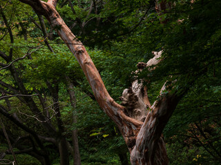 森の中の荒々しい幹を持つ木
