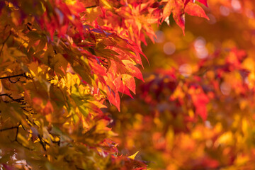 秋の鮮やかな紅葉の木の風景