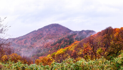 The leaves turn yellow.　The leaves turn red.　Autumn leaves　fall