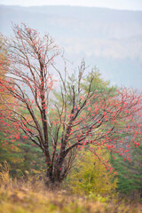 Fototapeta premium The leaves turn yellow. The leaves turn red. Autumn leaves fall