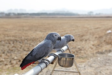 한국공원에서앵무새동호회회원님들을만나찍은사진입니다