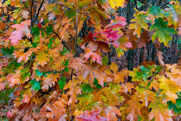 Naklejka na ściany i meble A close up image of leaves in fall colors