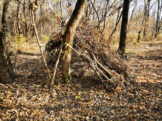 autumn in the forest