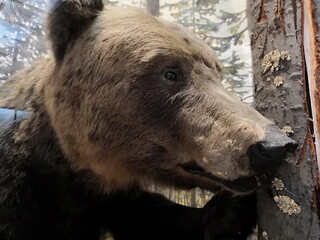 Obraz premium brown bear portrait