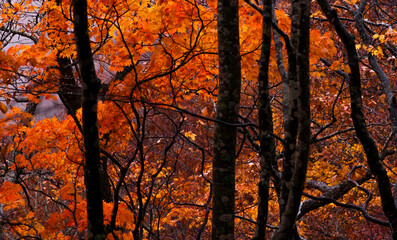 Autumn leaves fall leaves Japanese maple