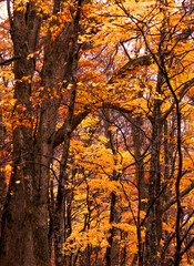 Obraz premium Autumn leaves fall leaves Japanese maple