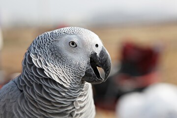 Fototapeta premium 한국공원에서앵무새동호회회원님들을만나찍은사진입니다