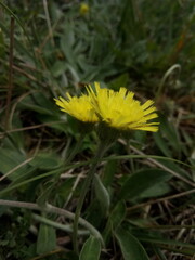 yellow dandelion flower