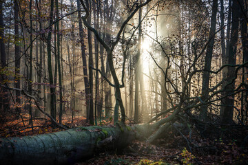 Sun rays through the foggy forest in autumn. Misty morning in the forest.