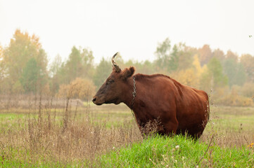 brown cow grazing in the field. place for text