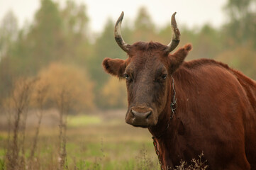 brown cow grazing in the field. place for text