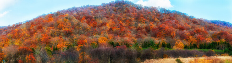 The leaves turn yellow.　The leaves turn red.　Autumn leaves　fall