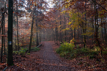 Autumn in the woods. Hiking trail trough a beautiful colored autumn forest in Saxon Switzerland, Germany