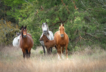 Wild horses herd grazing in the meadow near the forest.