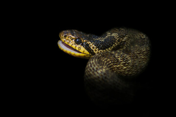 Colorful snake isolated on black background. Blotched snake portrait closeup.