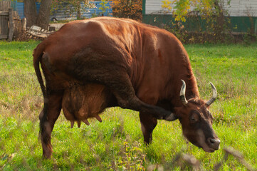 portrait of a brown cow in the garden.  cow looking at the camera