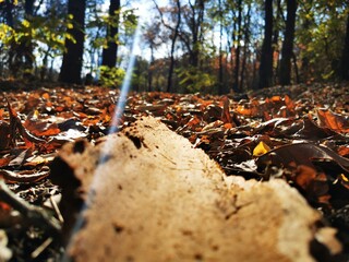 autumn in the forest