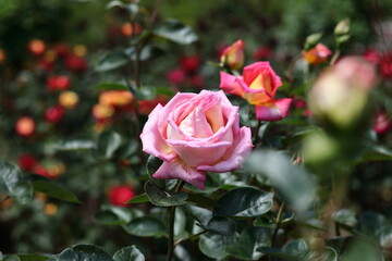 pink roses in garden